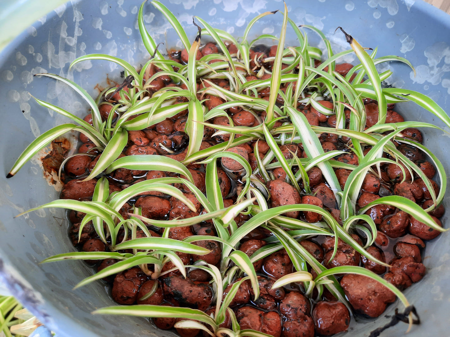 Nestled Feathers 4 inch Spider Plant