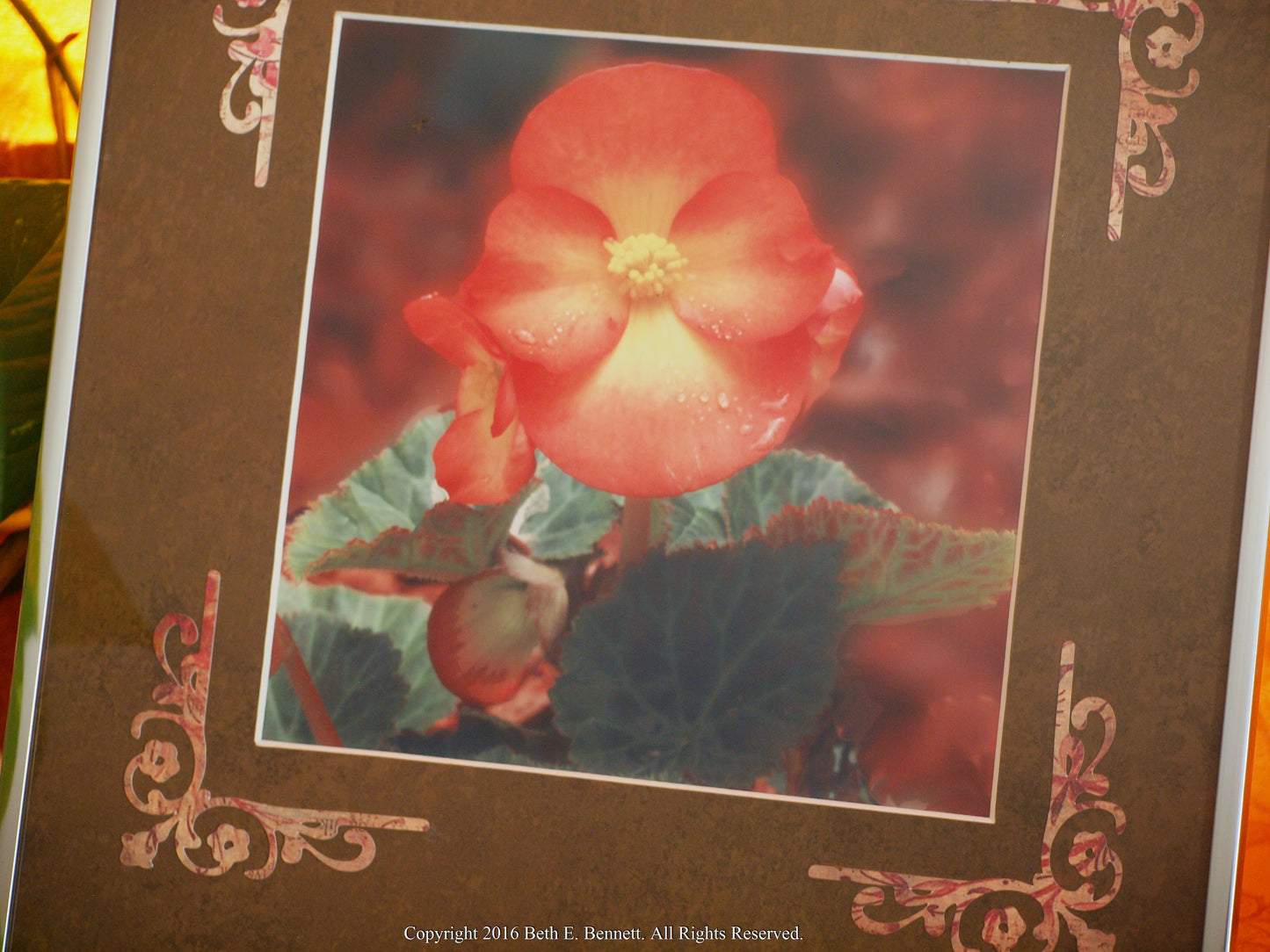 Baby Begonia by Beth E. Bennett