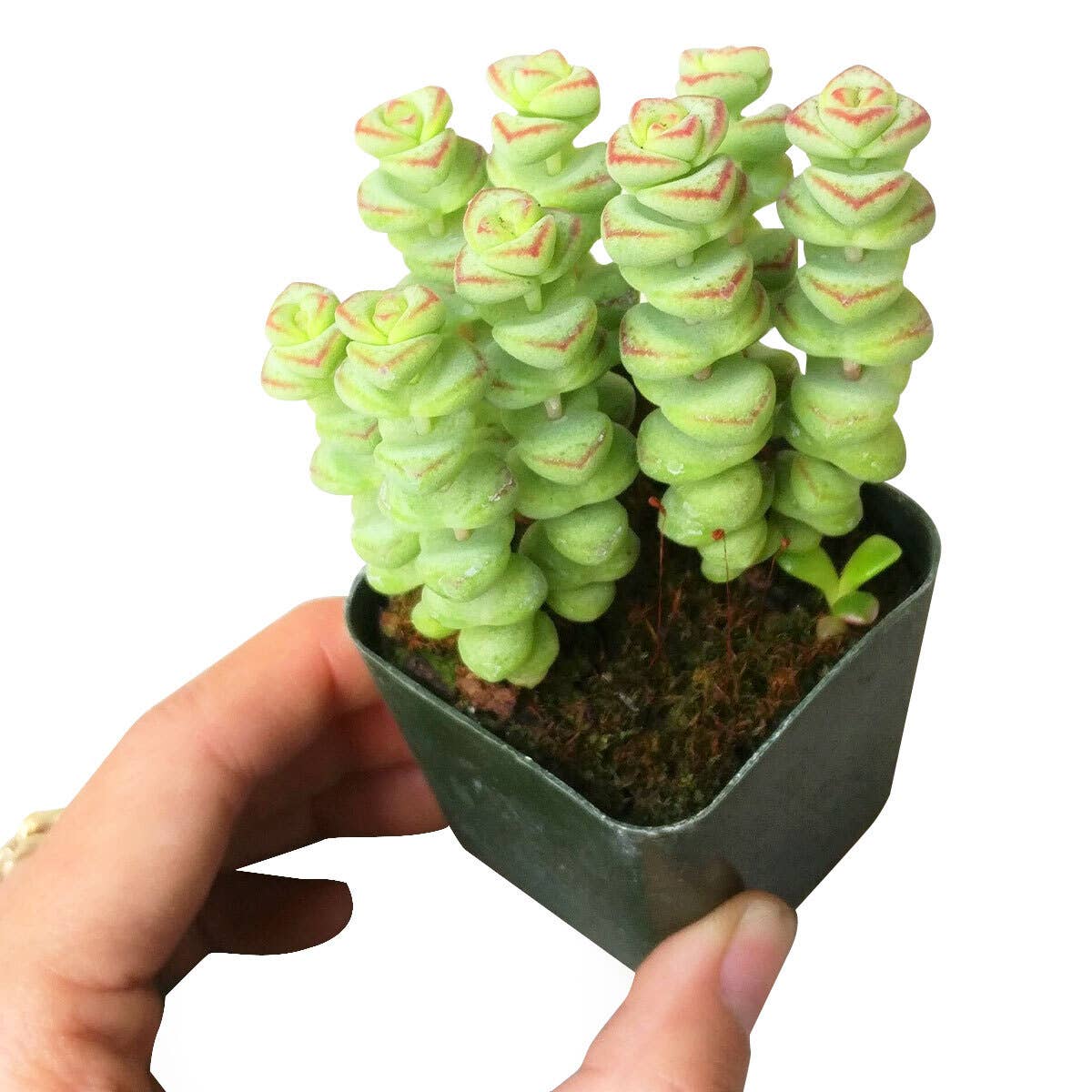 Best Plant Friend - Crassula Baby Necklace - Live Succulents Plant 2/4 inch Pot